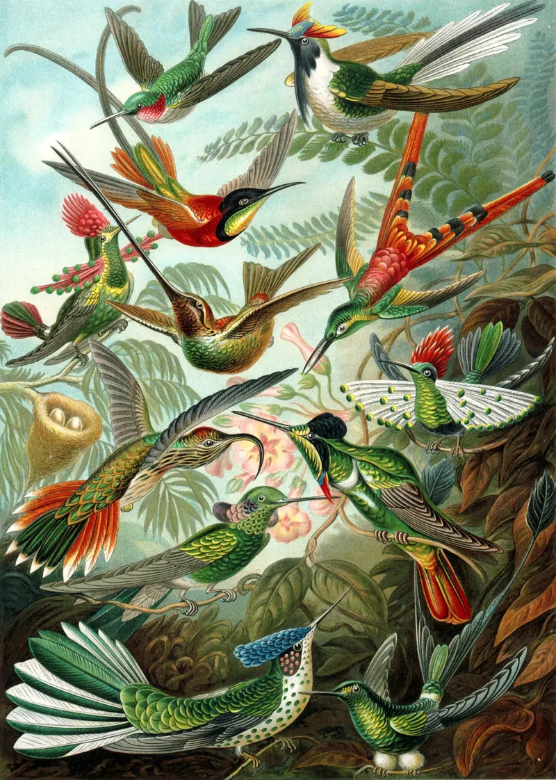 Trochilidae, Ernst Haeckel (lithograph by Adolf Giltsch)