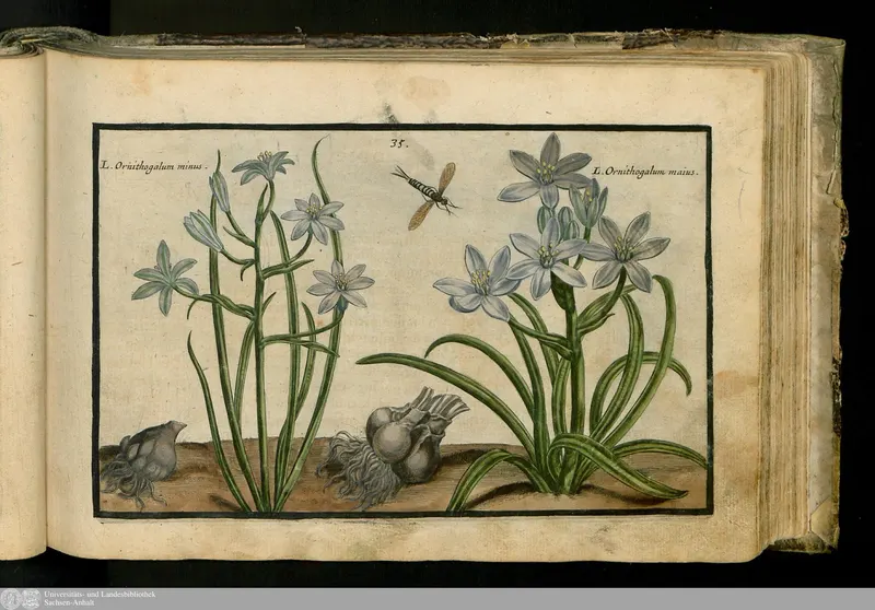 Star of Bethlehem, Crispijn van de Passe