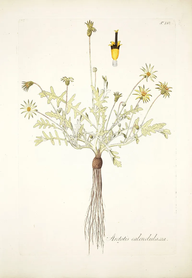 The Cape Weed, Nikolaus Joseph von Jacquin