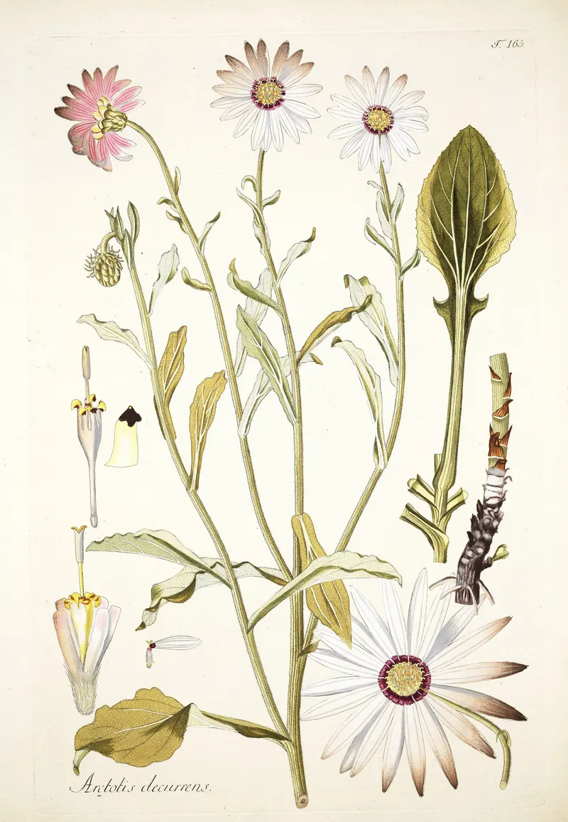 The African Daisy, Nikolaus Joseph von Jacquin