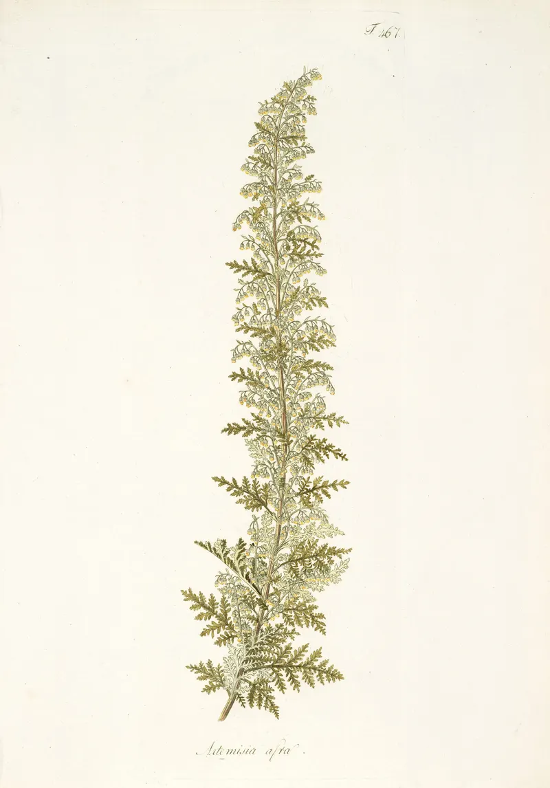 The African Wormwood, Nikolaus Joseph von Jacquin