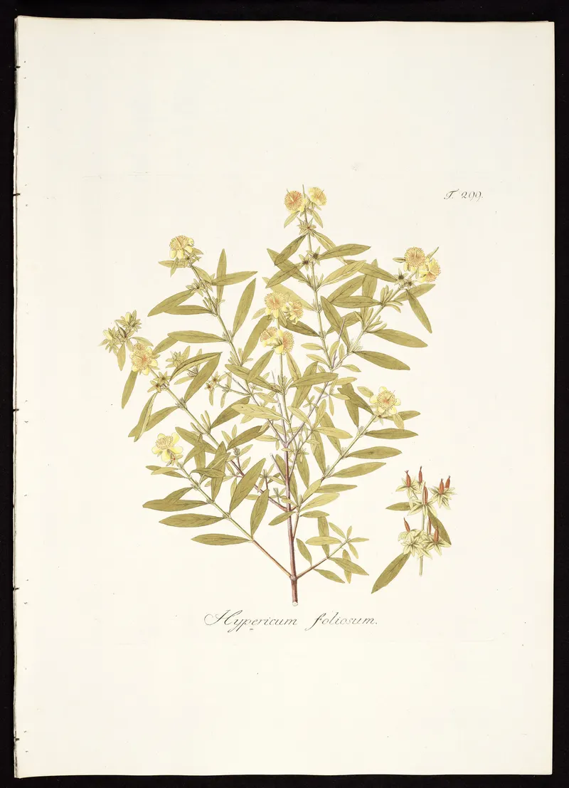The Shrubby St John’s Wort, Nikolaus Joseph von Jacquin