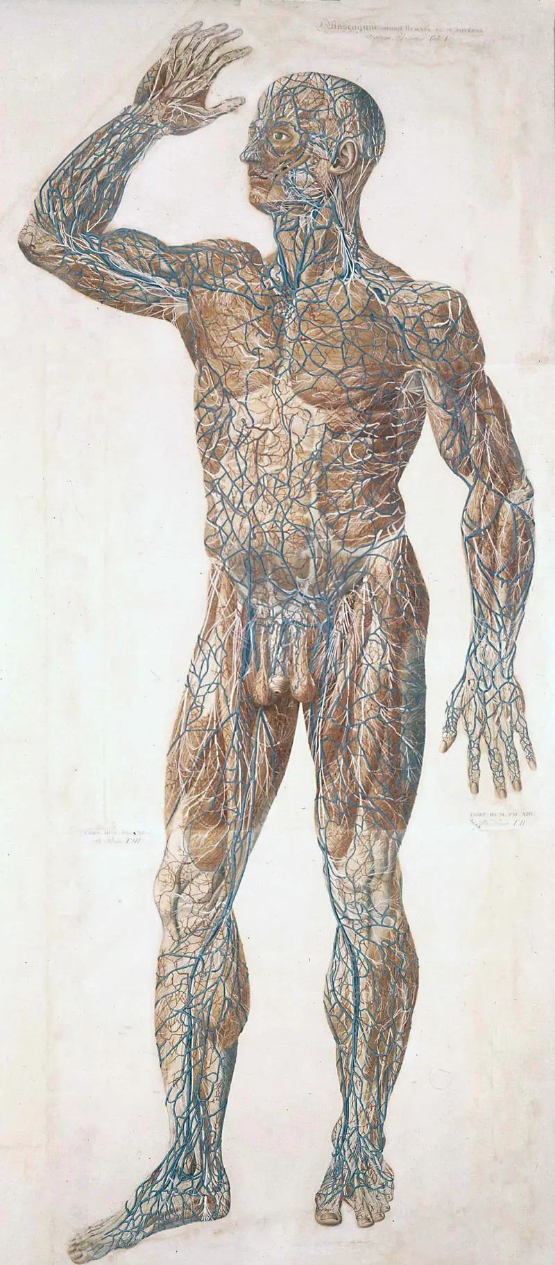 The Body at Life Size, Paolo Mascagni