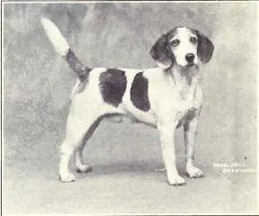 The Beagle (Dogs of All Nations), W.E. Mason (pub.)