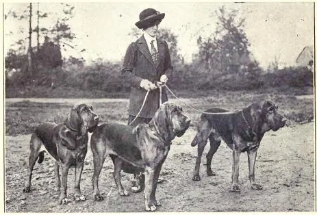 The Bloodhound (Dogs of All Nations), W.E. Mason (pub.)