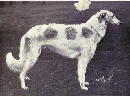 The Borzoi (Dogs of All Nations), W.E. Mason (pub.)