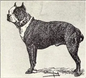 The Boston Terrier (Dogs of All Nations), W.E. Mason (pub.)