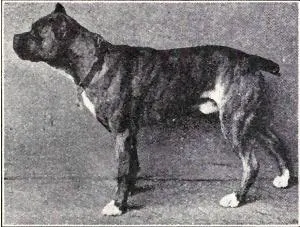 The Boxer (Dogs of All Nations), W.E. Mason (pub.)