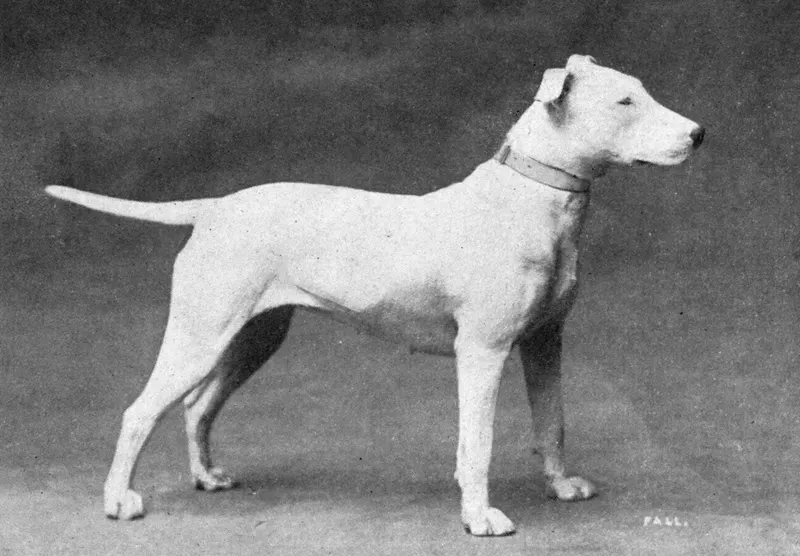 The Bull Terrier (Dogs of All Nations), W.E. Mason (pub.)