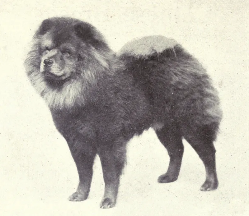 The Chow-Chow (Dogs of All Nations), W.E. Mason (pub.)