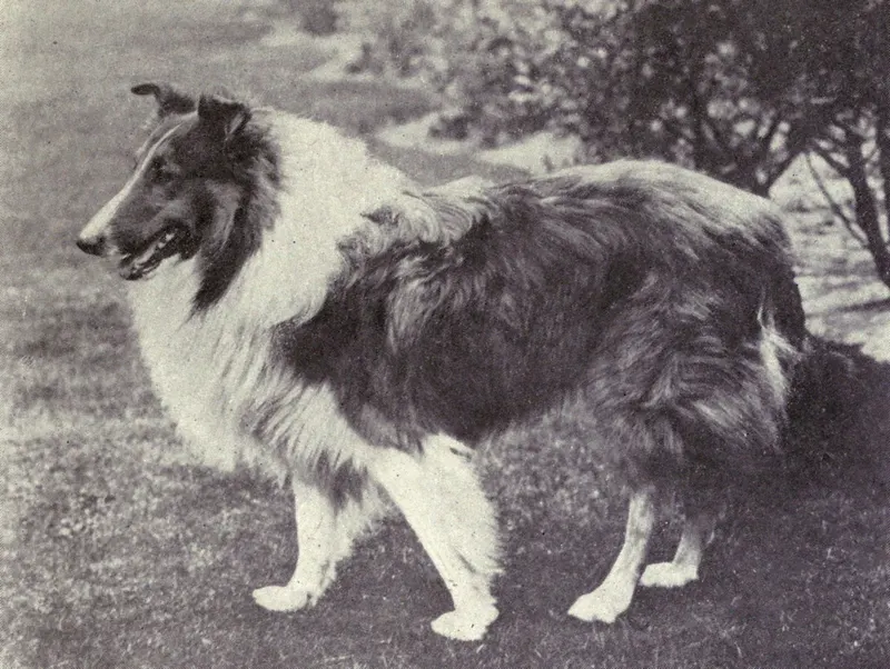 The Rough Collie (Dogs of All Nations), W.E. Mason (pub.)