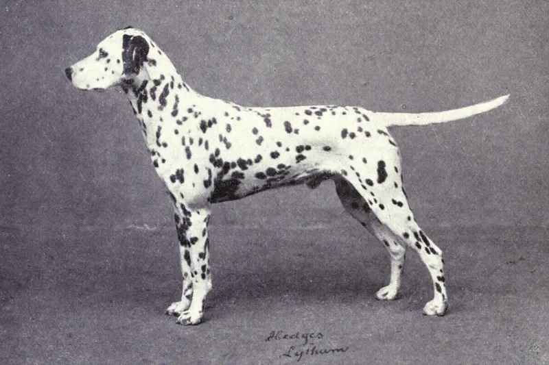 The Dalmatian (Dogs of All Nations), W.E. Mason (pub.)