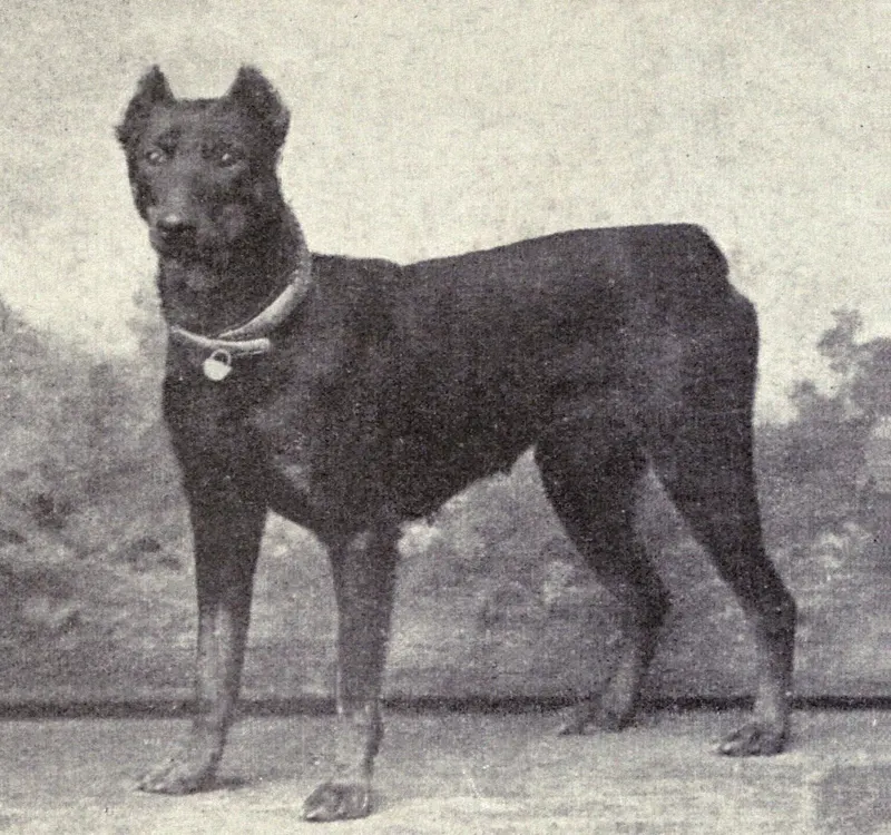 The Dobermann Pinscher (Dogs of All Nations), W.E. Mason (pub.)