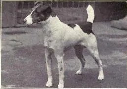The Smooth Fox Terrier (Dogs of All Nations), W.E. Mason (pub.)