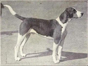 The English Foxhound (Dogs of All Nations), W.E. Mason (pub.)