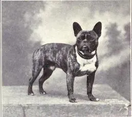 The French Bulldog (Dogs of All Nations), W.E. Mason (pub.)