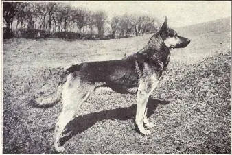 The German Shepherd Dog (Dogs of All Nations), W.E. Mason (pub.)