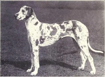 The Great Dane (Dogs of All Nations), W.E. Mason (pub.)