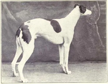 The English Greyhound (Dogs of All Nations), W.E. Mason (pub.)