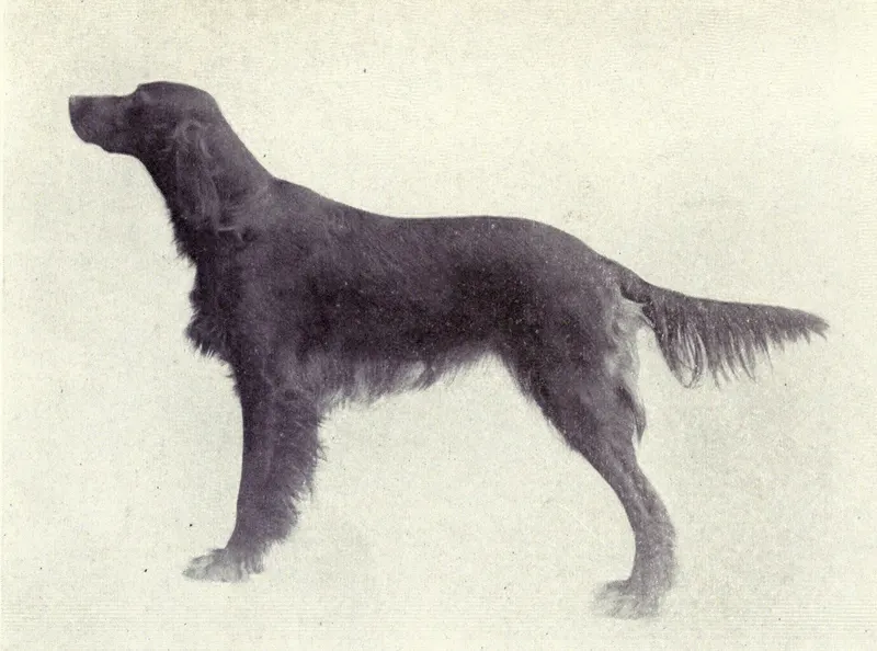 The Irish Setter (Dogs of All Nations), W.E. Mason (pub.)