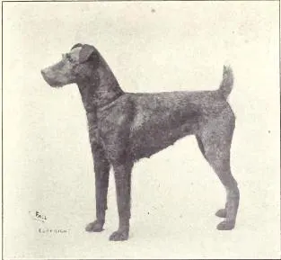 The Irish Terrier (Dogs of All Nations), W.E. Mason (pub.)