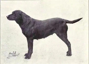The Labrador Retriever (Dogs of All Nations), W.E. Mason (pub.)