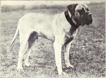 The Mastiff (Dogs of All Nations), W.E. Mason (pub.)