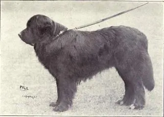 The Newfoundland (Dogs of All Nations), W.E. Mason (pub.)