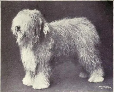 The Old English Sheepdog (Dogs of All Nations), W.E. Mason (pub.)