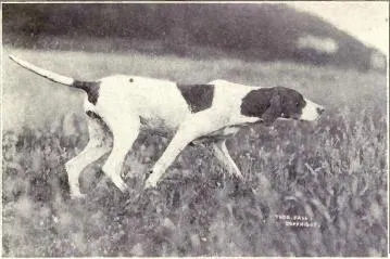 The Pointer (Dogs of All Nations), W.E. Mason (pub.)