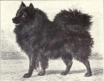 The Pomeranian (Dogs of All Nations), W.E. Mason (pub.)