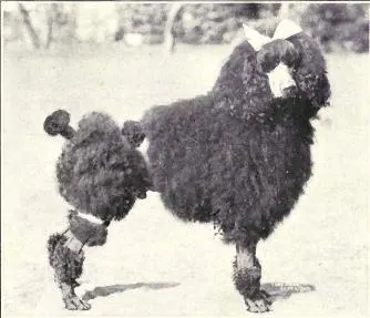The Poodle (Dogs of All Nations), W.E. Mason (pub.)