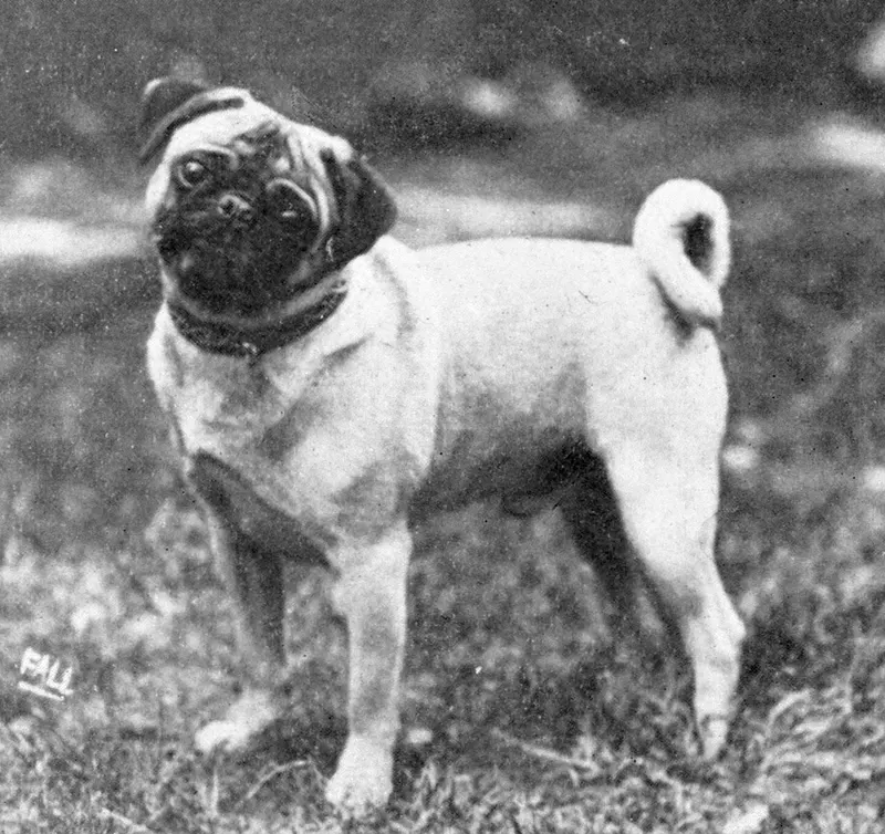 The Pug (Dogs of All Nations), W.E. Mason (pub.)