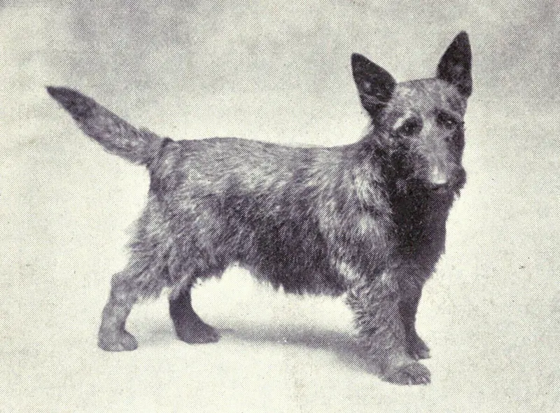 The Scottish Terrier (Dogs of All Nations), W.E. Mason (pub.)