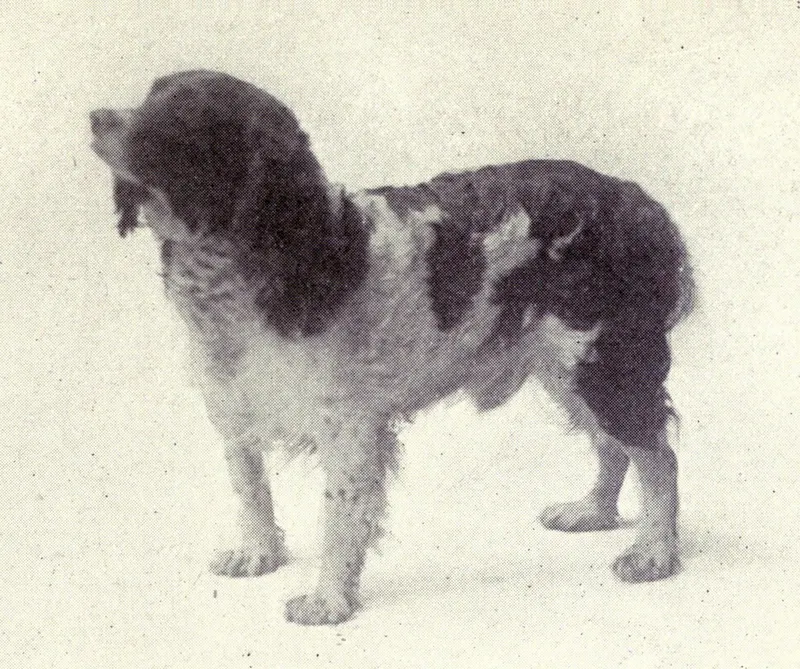The English Springer Spaniel (Dogs of All Nations), W.E. Mason (pub.)