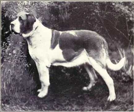 The St. Bernard (Dogs of All Nations), W.E. Mason (pub.)