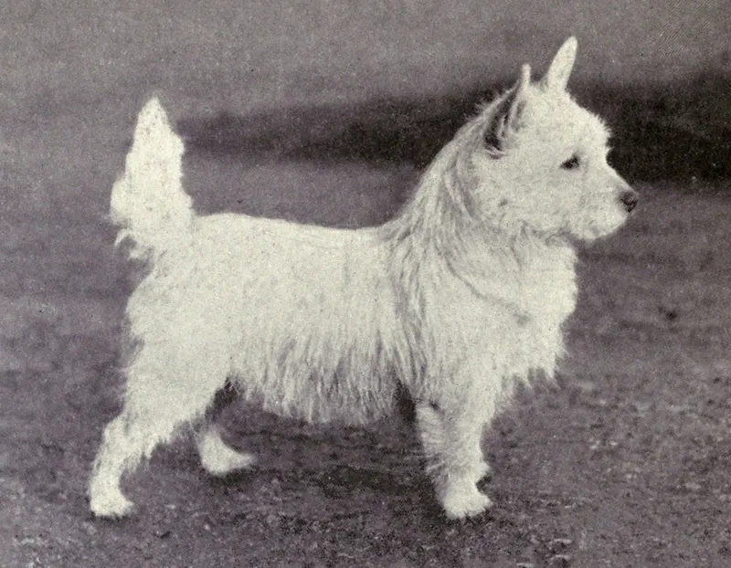 The West Highland White Terrier (Dogs of All Nations), W.E. Mason (pub.)