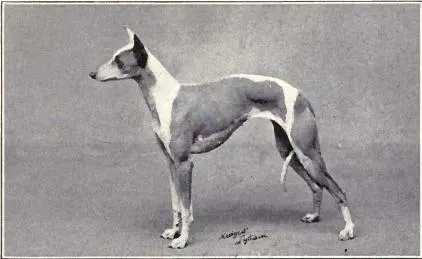 The Whippet (Dogs of All Nations), W.E. Mason (pub.)