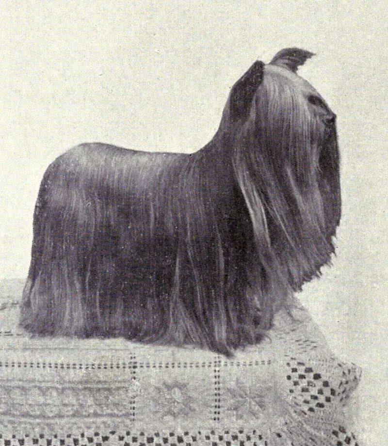 The Yorkshire Terrier (Dogs of All Nations), W.E. Mason (pub.)