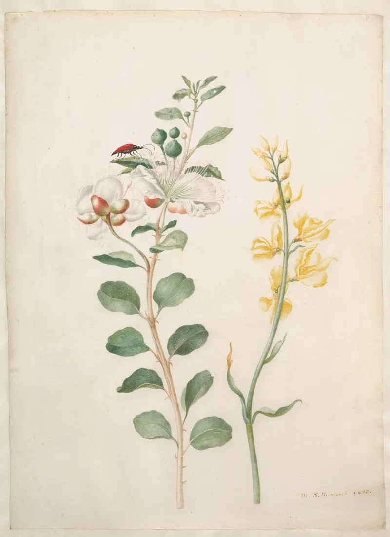 Study of Capers, Gorse, and a Beetle, Maria Sibylla Merian