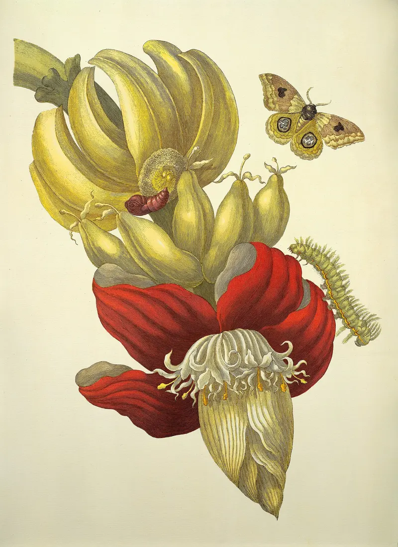 Banana Flower with Insects, Maria Sibylla Merian (1647 to 1717)