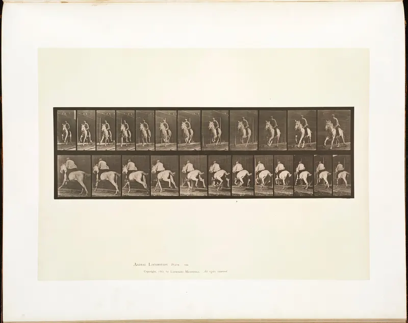 Animal Locomotion, Plate 630, Eadweard Muybridge, collotype