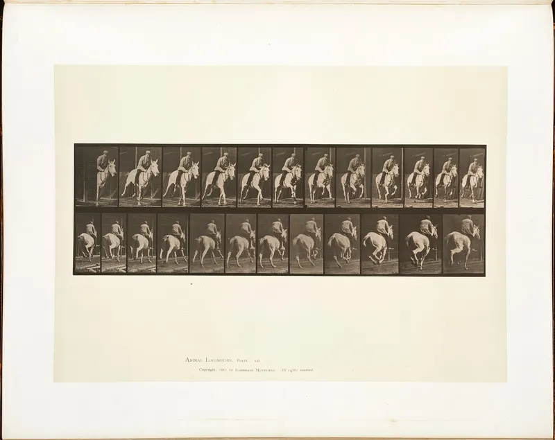 Animal Locomotion, Plate 635, Eadweard Muybridge, collotype