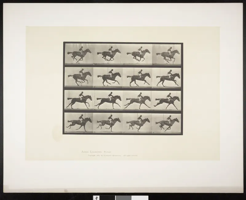 Animal Locomotion — the Gallop Grid, Eadweard Muybridge, Animal Locomotion (Plate 626)