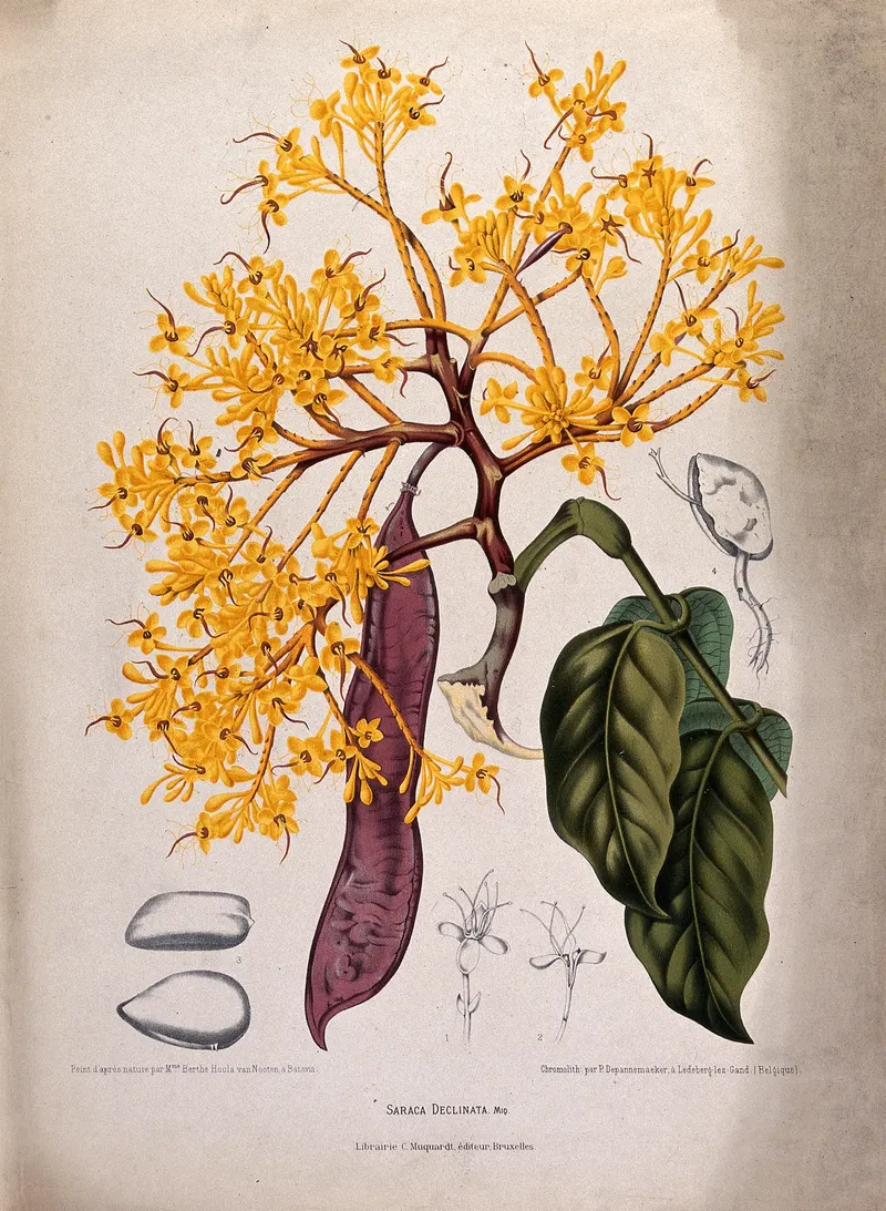 The Asoka Tree, Berthe Hoola van Nooten