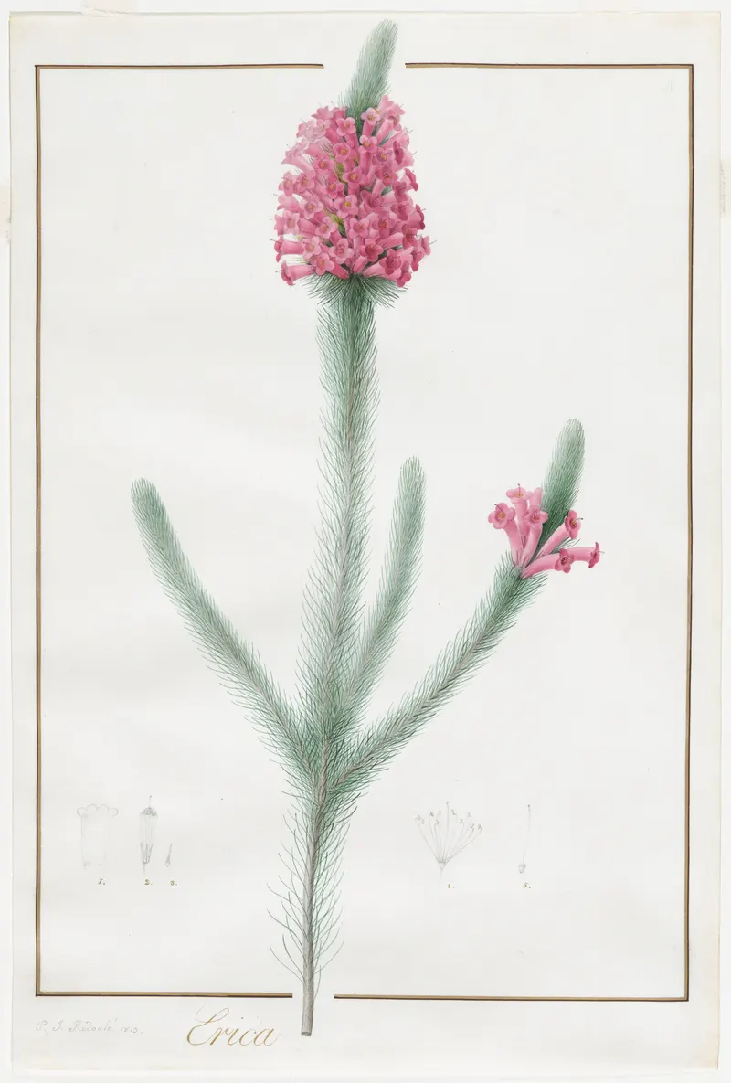 Erica Fulgida, Pierre-Joseph Redouté