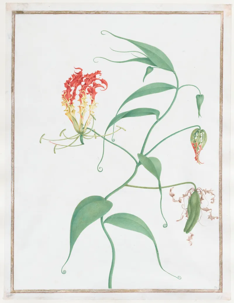 Gloriosa Superba, Pierre-Joseph Redouté
