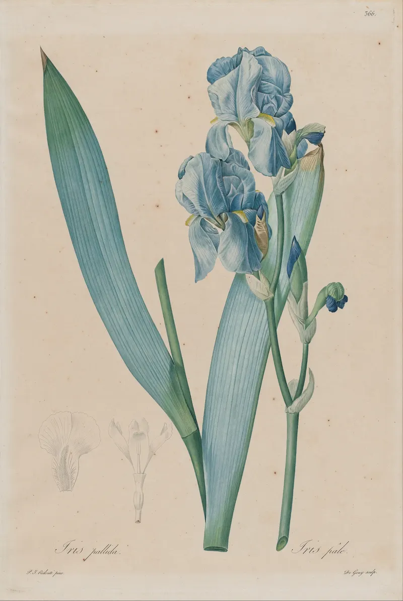 The Dalmatian Iris, De Gouy, after Pierre-Joseph Redouté
