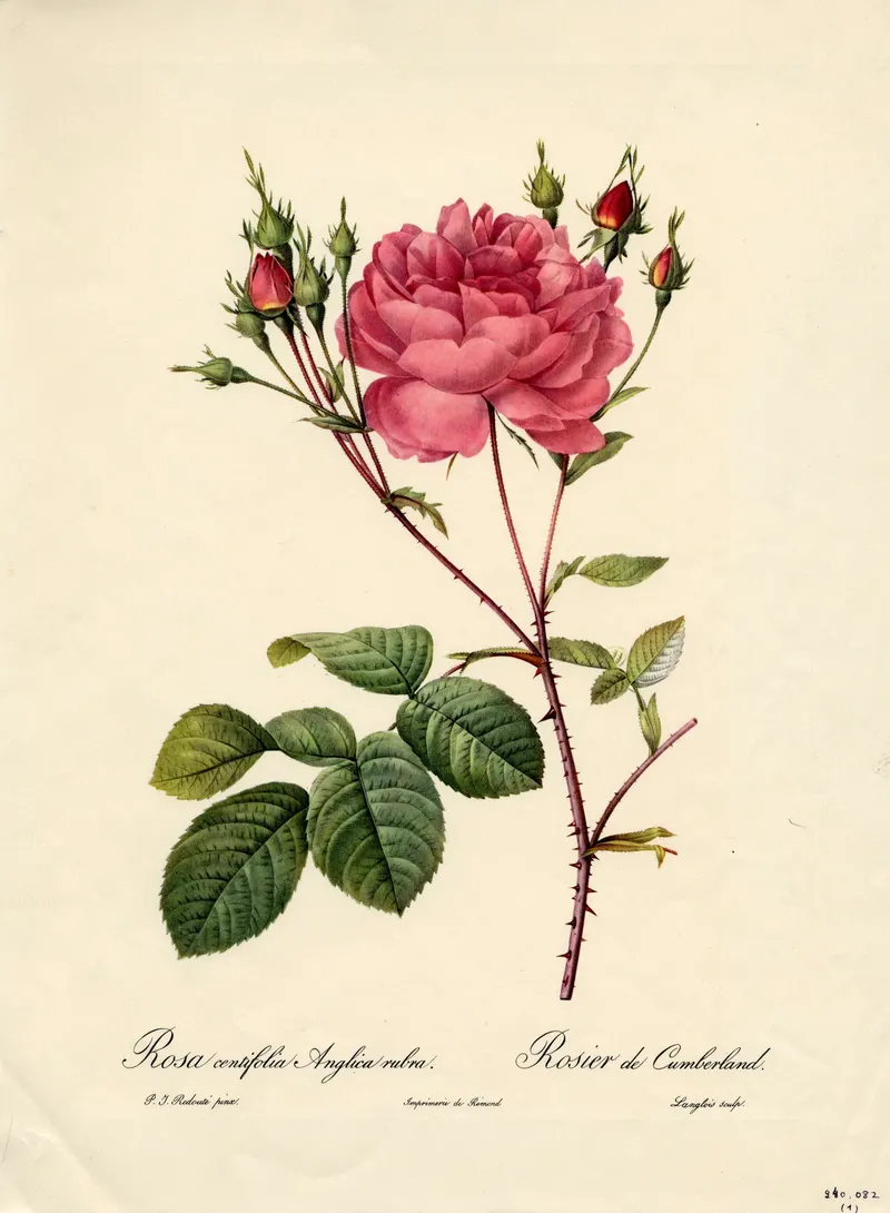 The Cumberland Rose, Pierre-Joseph Redouté
