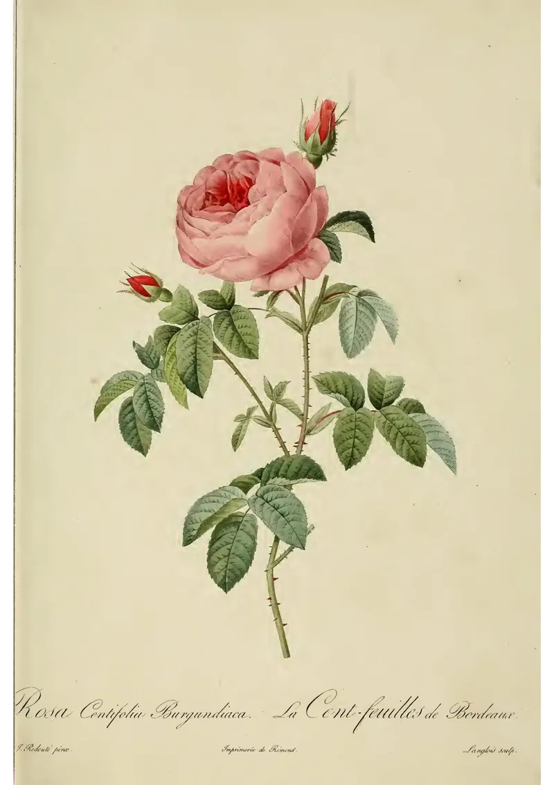 The Burgundy Rose, Pierre-Joseph Redouté